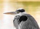 Pat Rutter - Heron - Wildlife